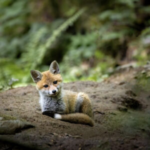Regard noir